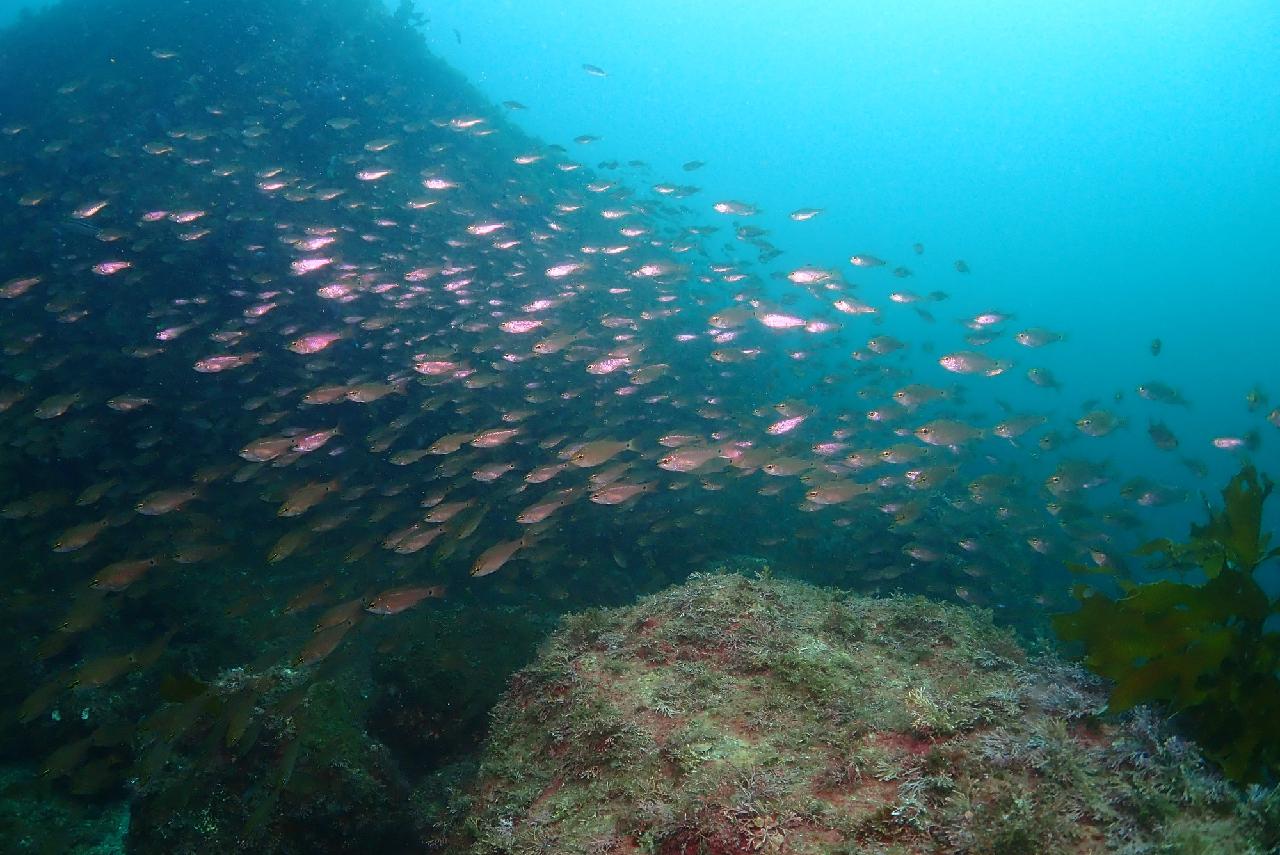 Japanese Diver & YouTuber Discovers the Seas of Seogwipo, Jeju with DIVEMAP!