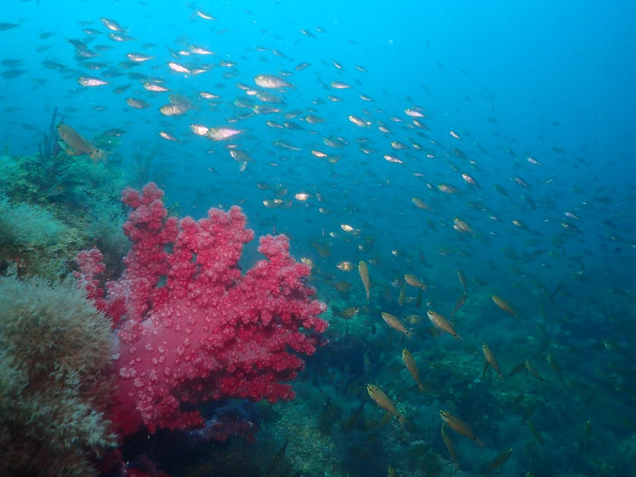 A Special Day in Jeju: A Russian Family’s Scuba Diving Adventure on Their Last Day
