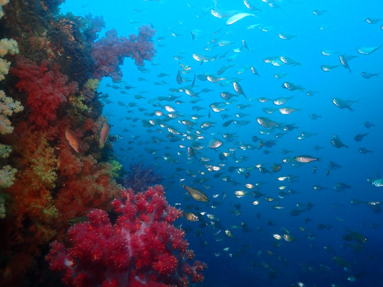 What to Do in Jeju in September & October (Jeju’s Peak Scuba Diving Season)