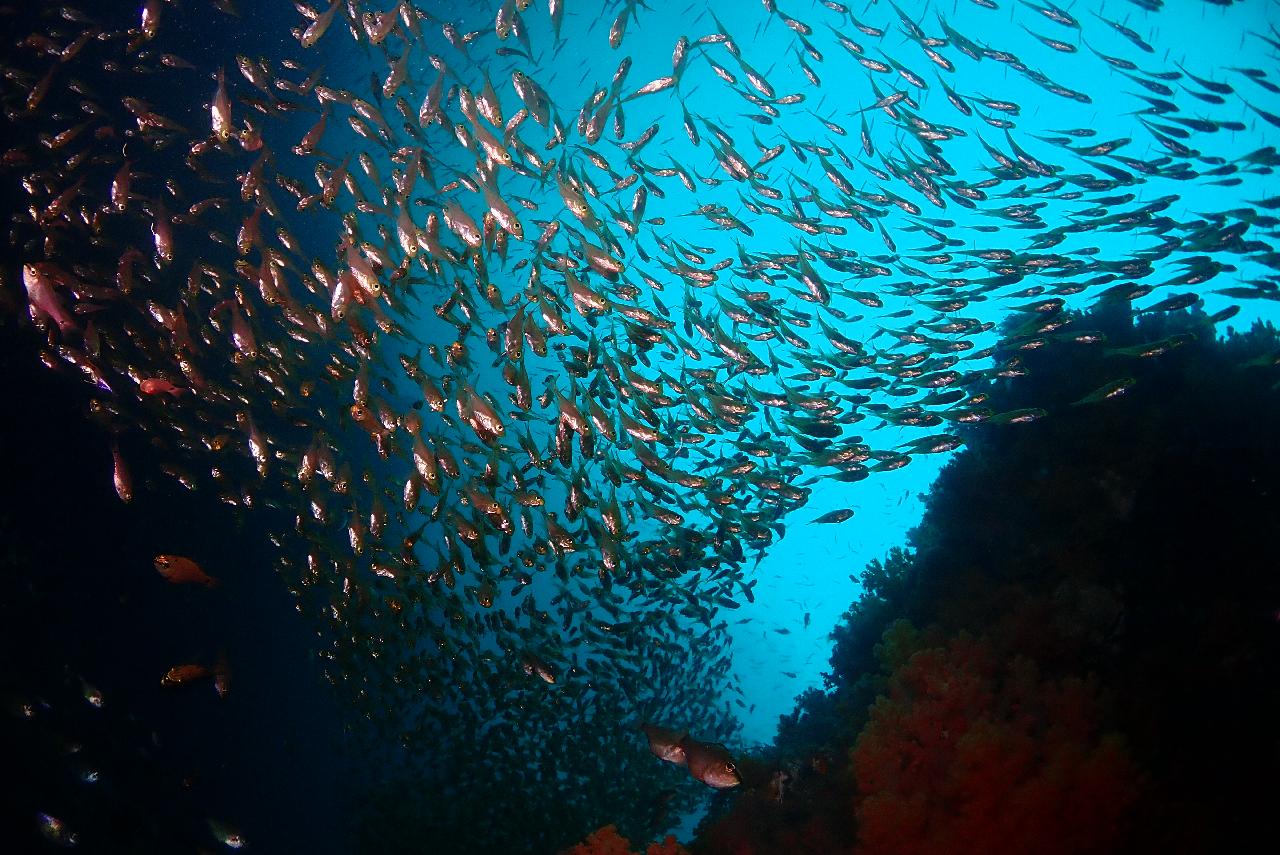 文島（ムンソム）・虎島（ボムソム）・森島（ソプソム）の水中庭園