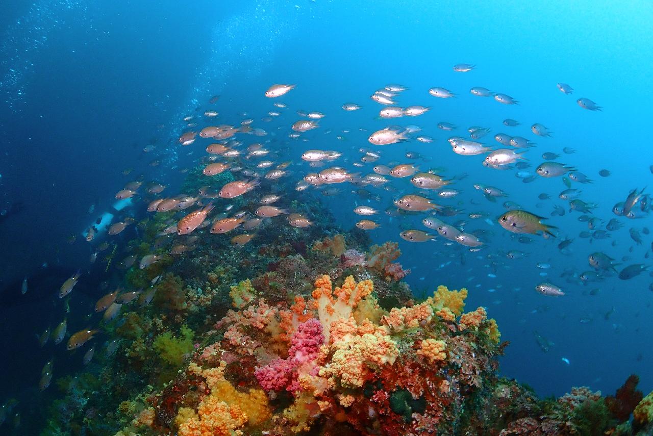 Time to Make the Jeju Sea Completely Yours