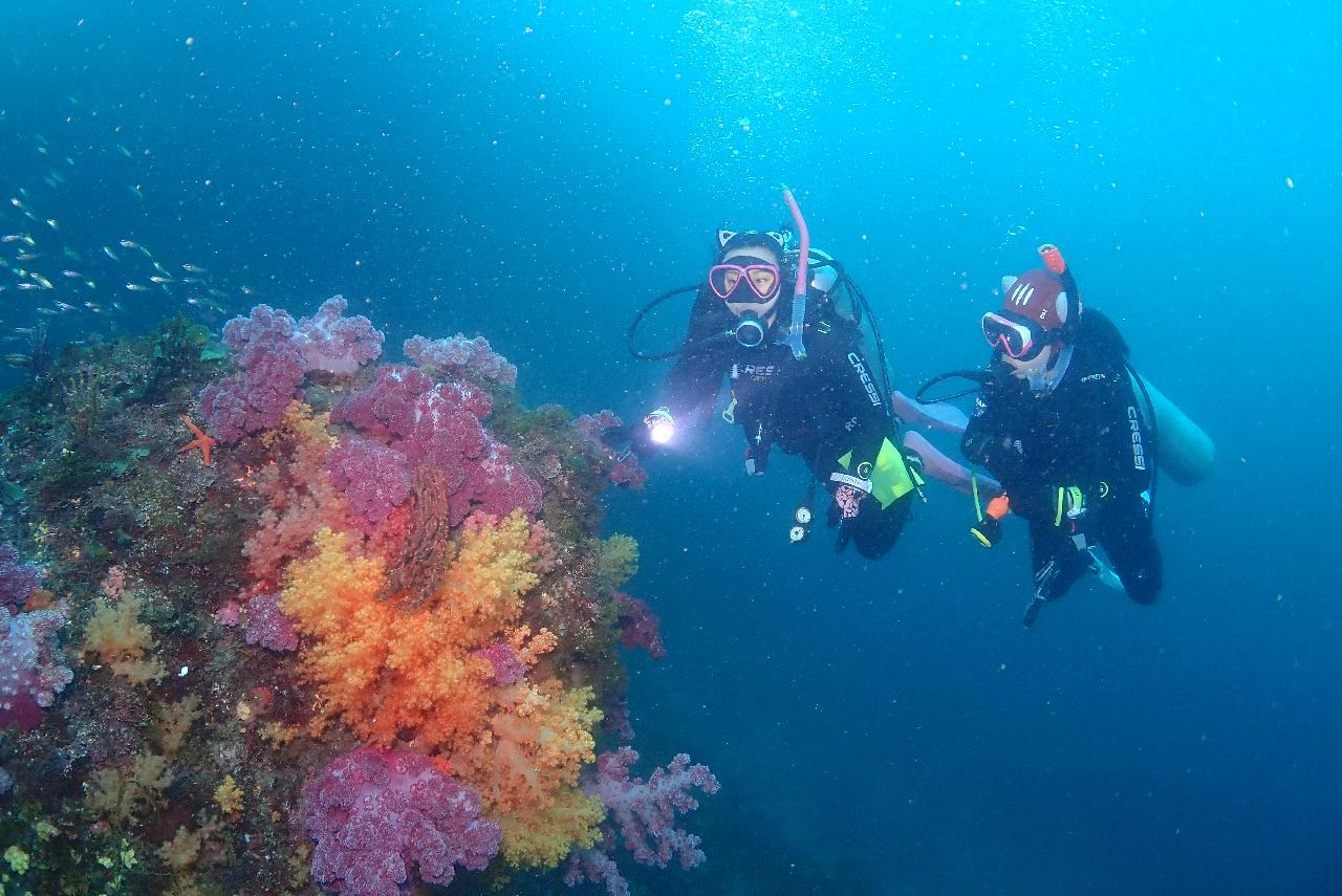 Jeju Island Fun Diving: Small Groups and Occasional 1:1 Private VIP Diving