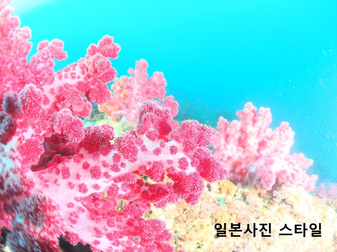 제주도 스쿠버다이빙에서 만난 일본 다이버의 수중사진, ‘훈와리’ 스타일의 비밀