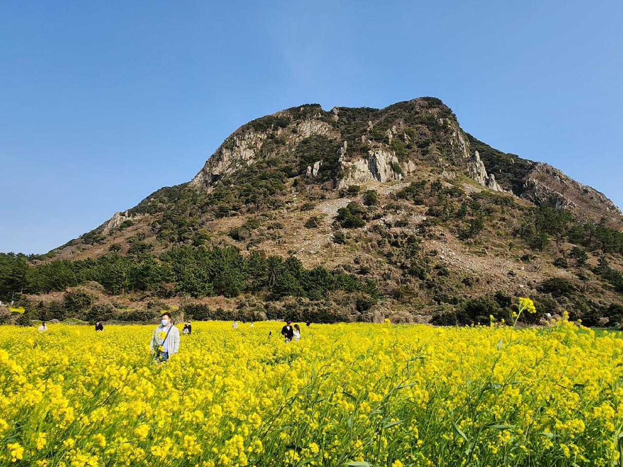 済州島の春は菜の花で始まります。