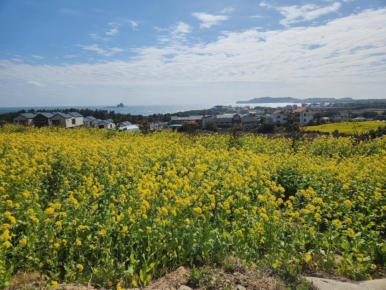 済州島の春は菜の花で始まります。