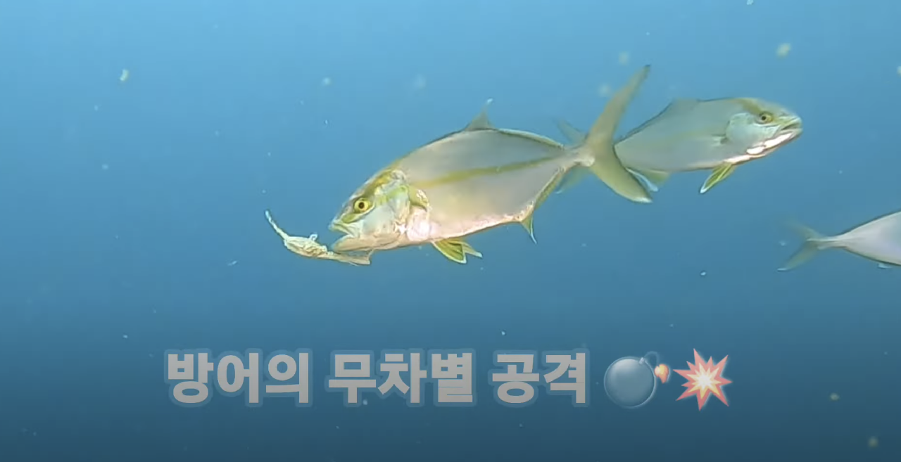 방어의 게 사냥 포착