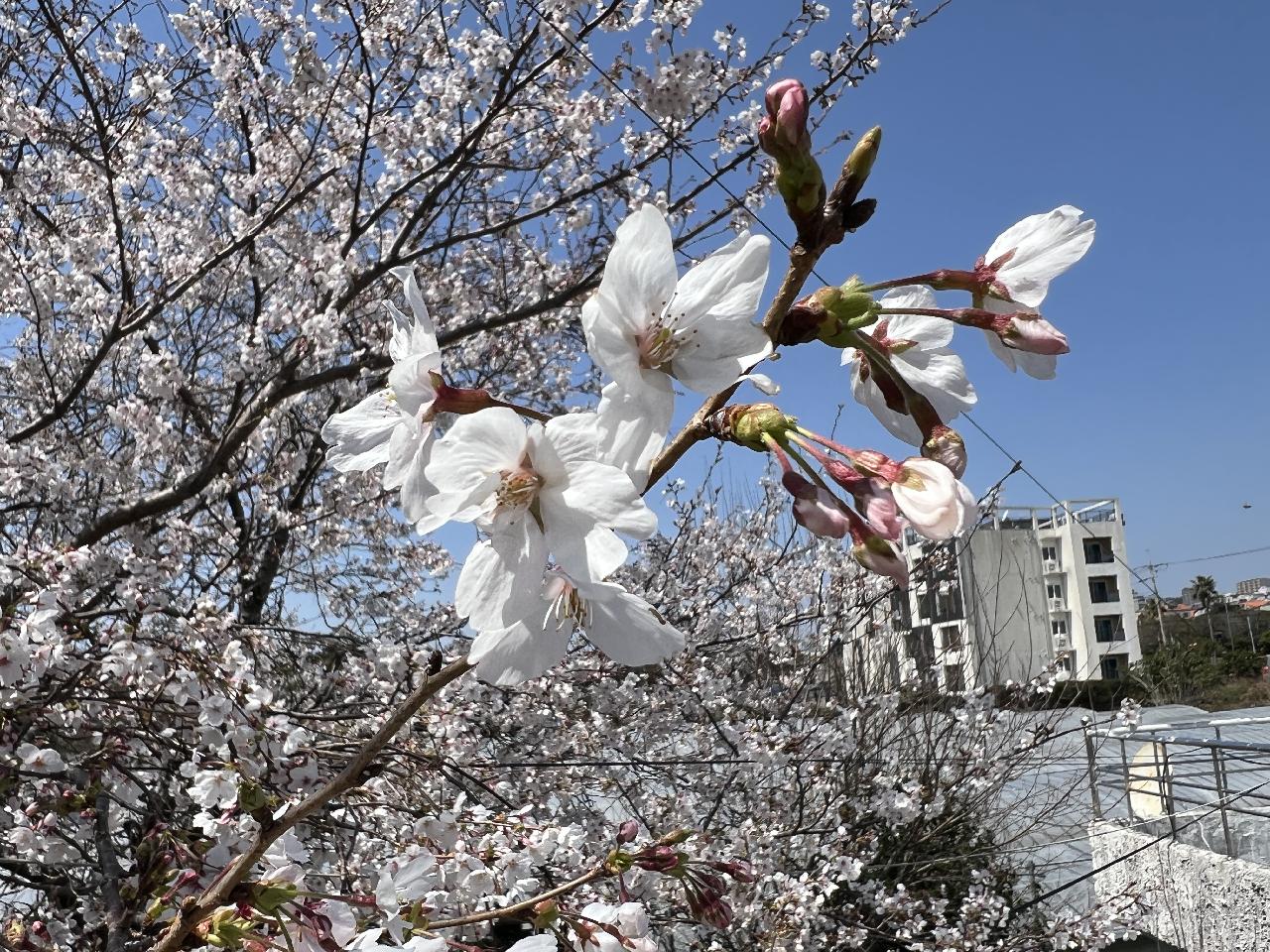센터 입구에 벚꽃이 활짝 피었네요.