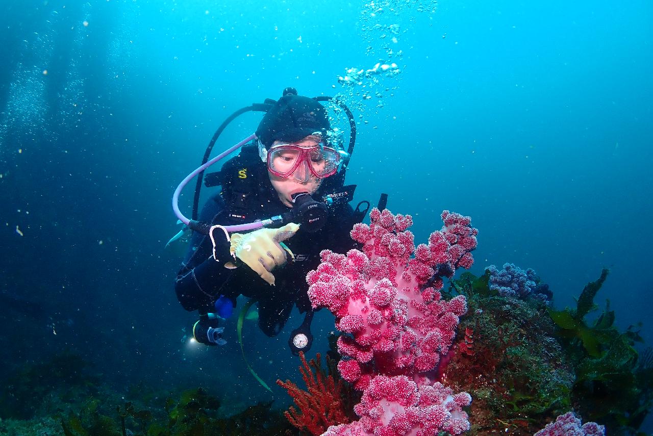 🌅 Start a new day with the sunrise over beautiful Jeju Island.  Savor a peaceful and refreshing journey through scuba diving.