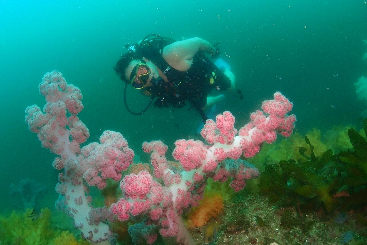 Diving at Seopseom Jejigi (제지기) – Always Showing Stunning Scenery