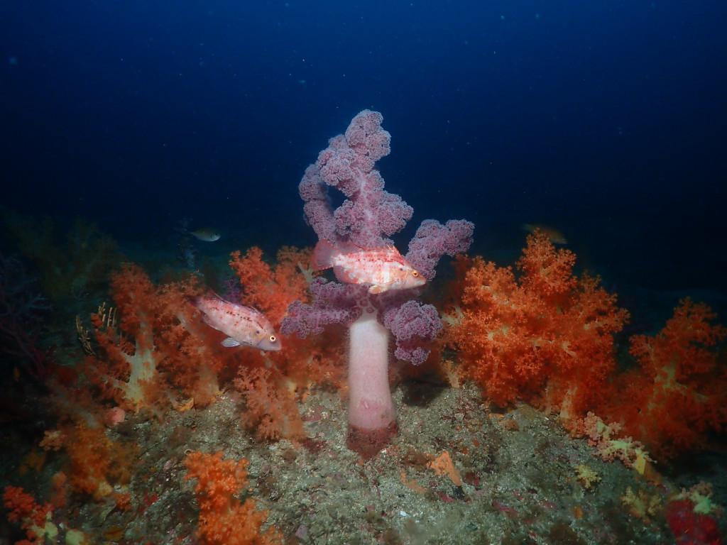 Wreck Diving at Munseom, Seogwipo  — Two Wrecks in One Dive: A Lucky Double Experience!