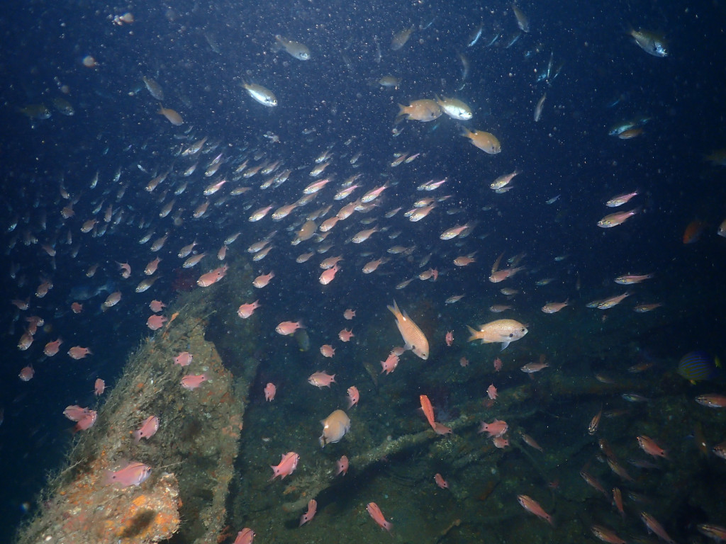 西帰浦・文島の沈船ダイビング  ── 一度のダイブで二隻の沈船を楽しむ、まさに一石二鳥！