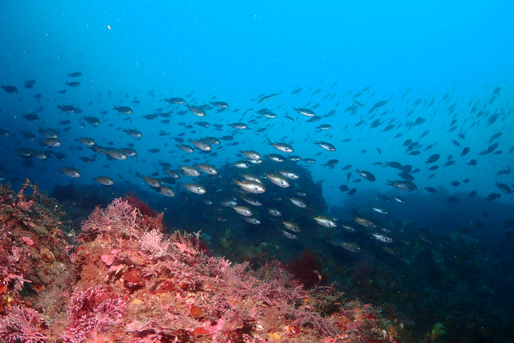환상적인 제주 서귀포 제지기 포인트