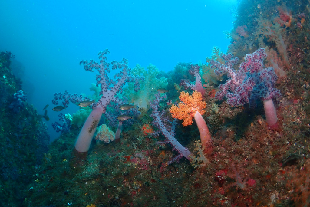환상적인 제주 서귀포 제지기 포인트