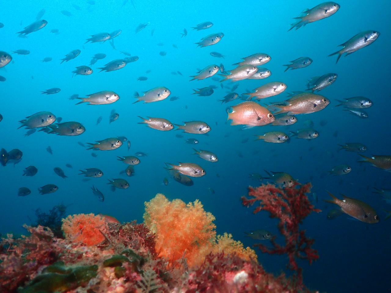 환상적인 제주 서귀포 제지기 포인트