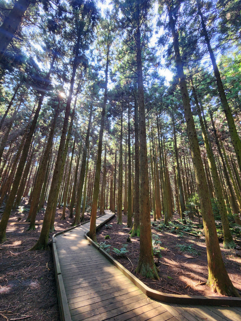 제주도에서 스쿠버와 힐링 트래킹을 한 번에 ! 제주 사려니숲길