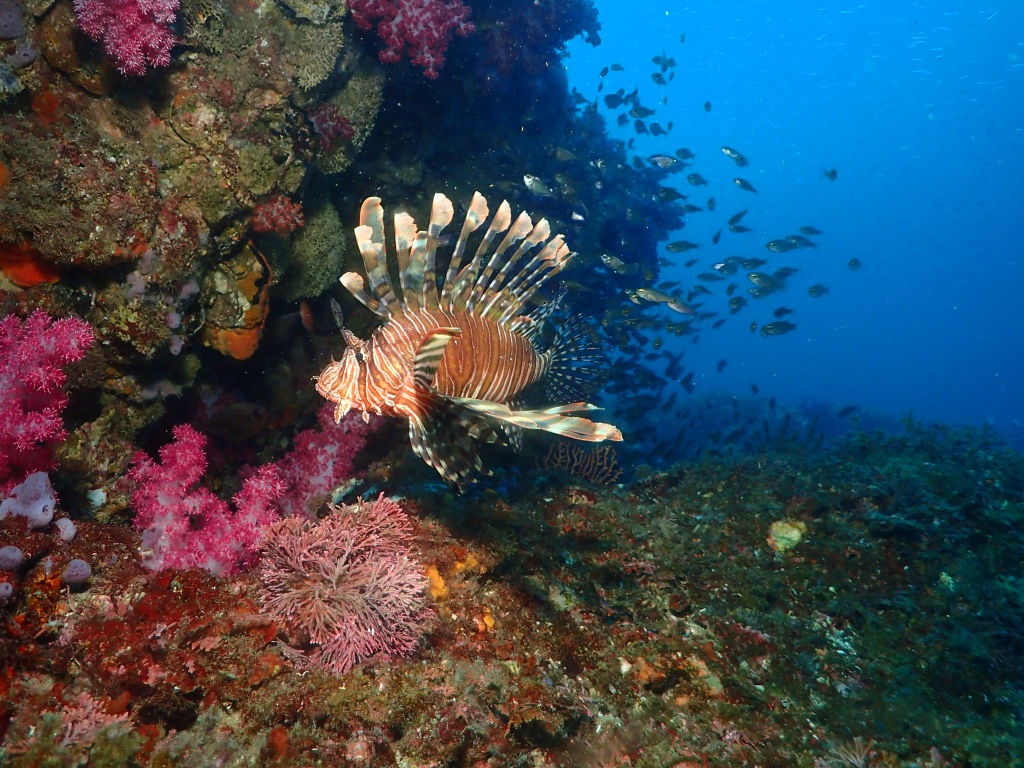 October is the high season for scuba diving in Jeju!