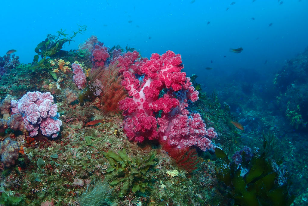 October is the high season for scuba diving in Jeju!