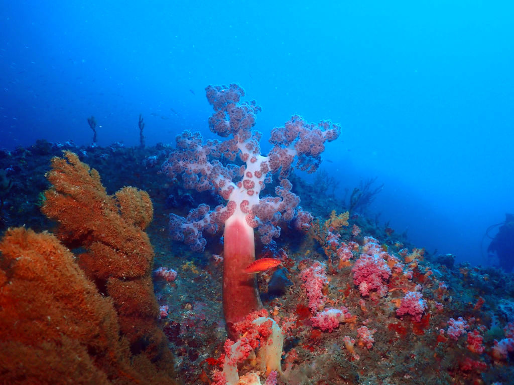 October is the high season for scuba diving in Jeju!