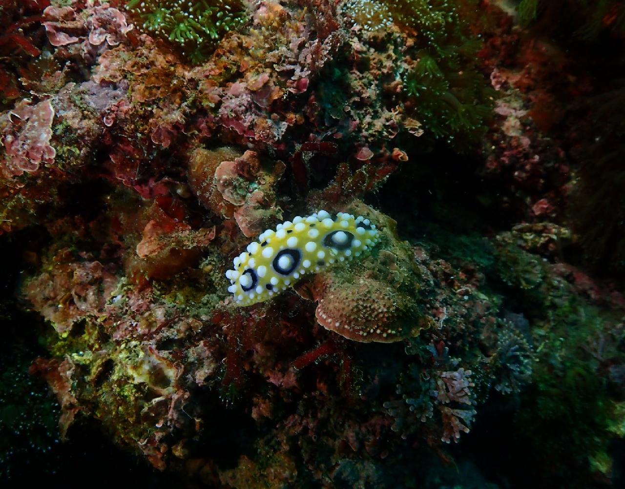 マクロで見る、済州の海