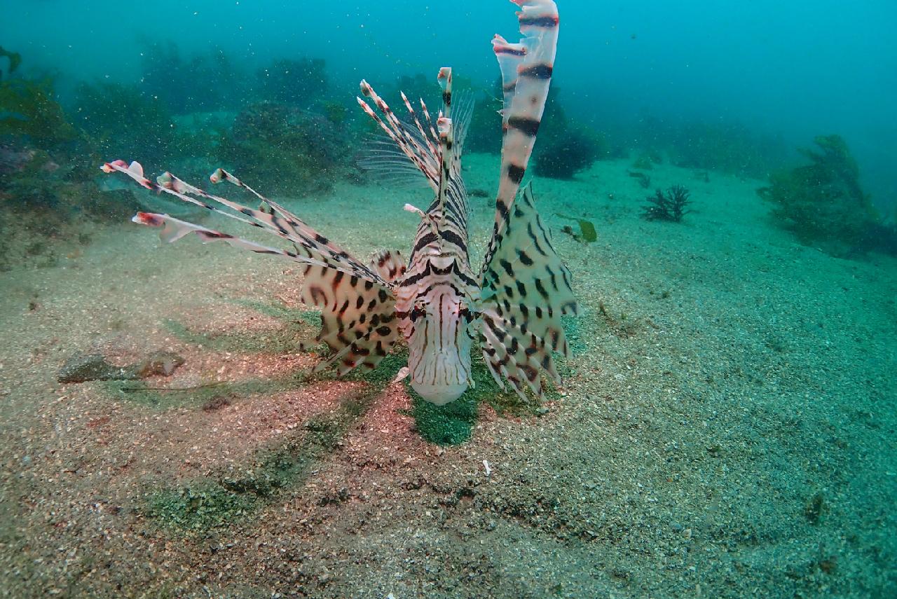 The Resident of Jeju Waters – Lionfish