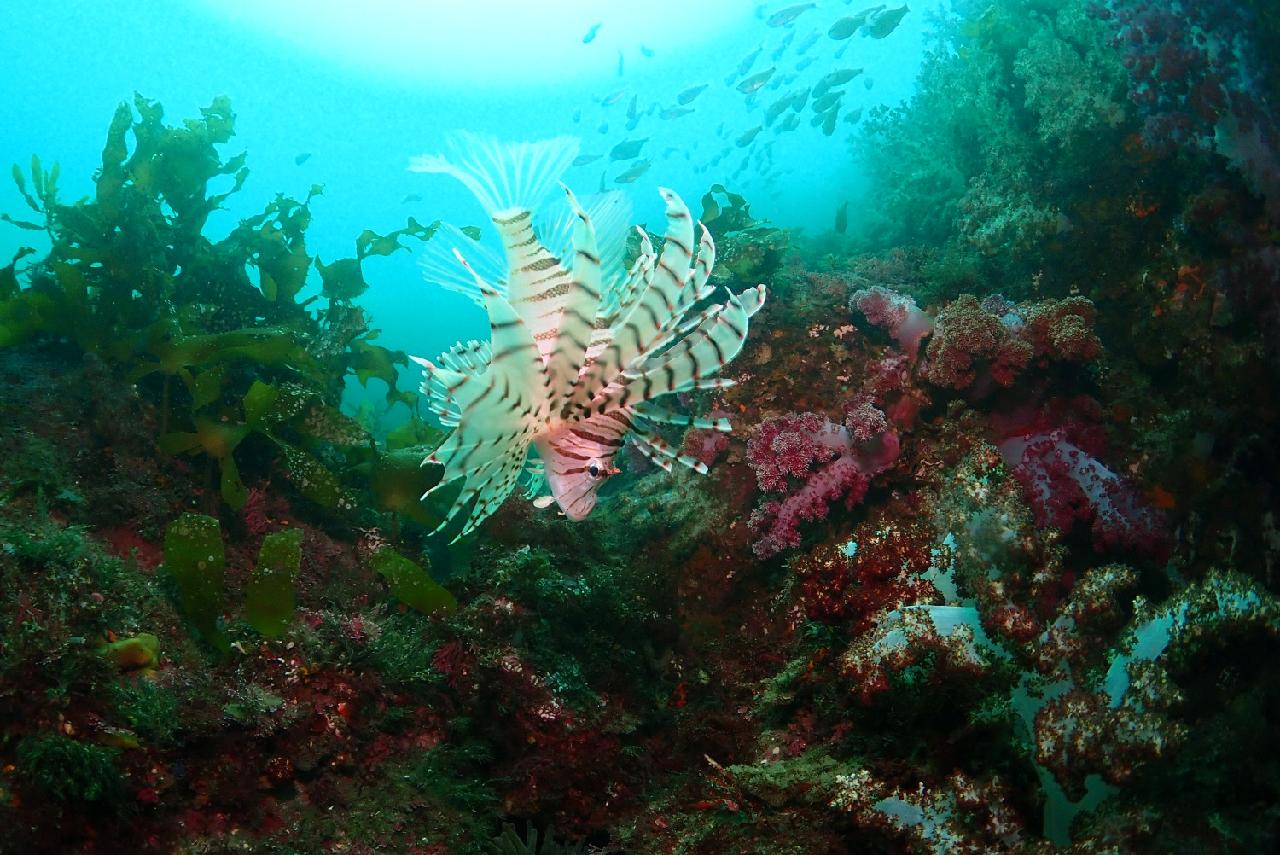 The Resident of Jeju Waters – Lionfish