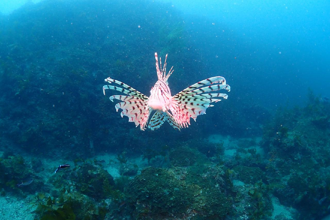 済州の海の主 ― ミノカサゴ