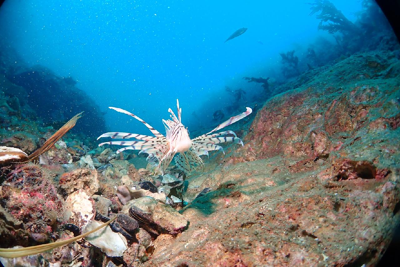 The Resident of Jeju Waters – Lionfish