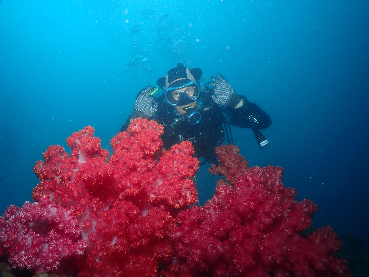 크루즈 여행 중 제주도에서 스쿠버 다이빙 하기