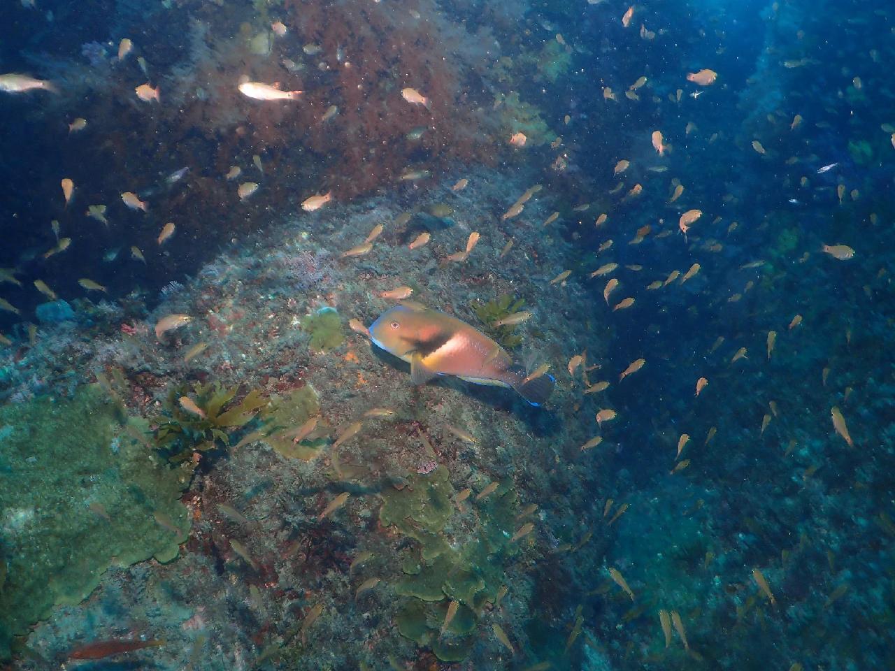 初めての済州島ダイビング、サンゴと魚群に感動しました！