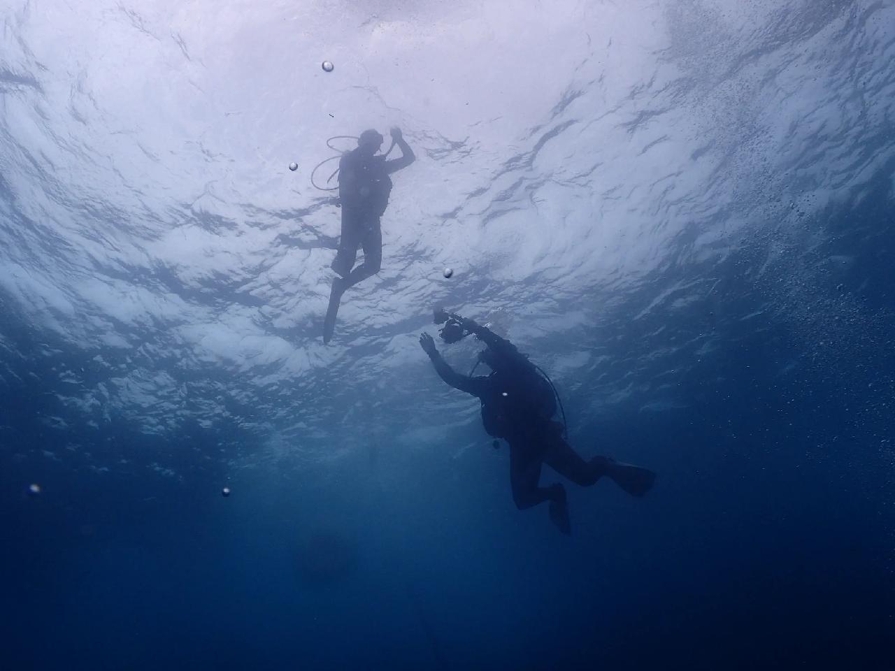 初めての済州島ダイビング、サンゴと魚群に感動しました！