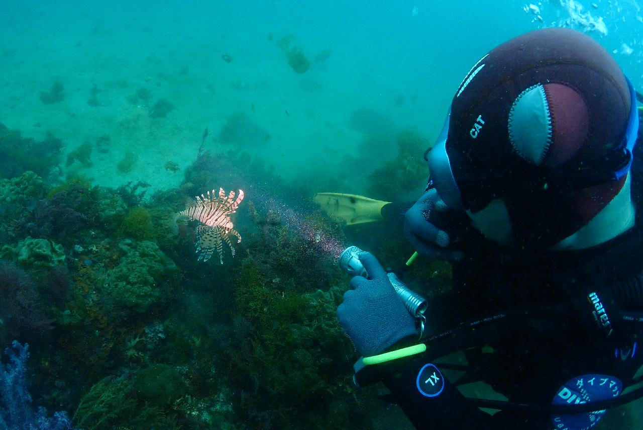 Amazing first time diving in Jeju!