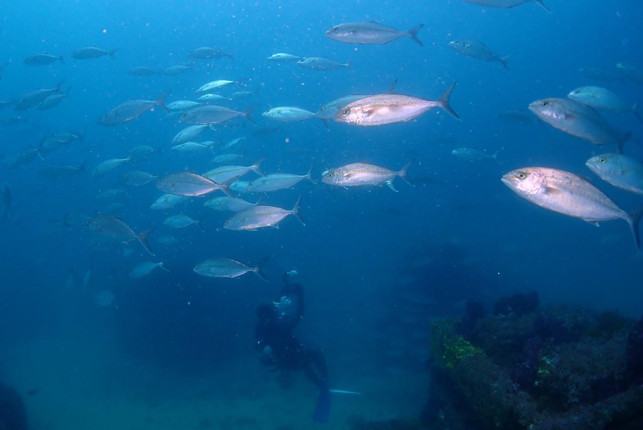 A Special Day of Diving in Jeju During a Busy International Conference Schedule