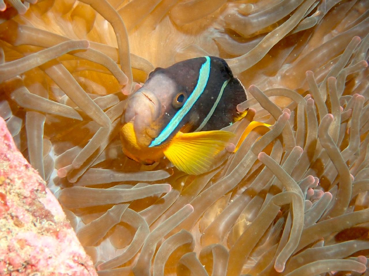 A Special Day of Diving in Jeju During a Busy International Conference Schedule