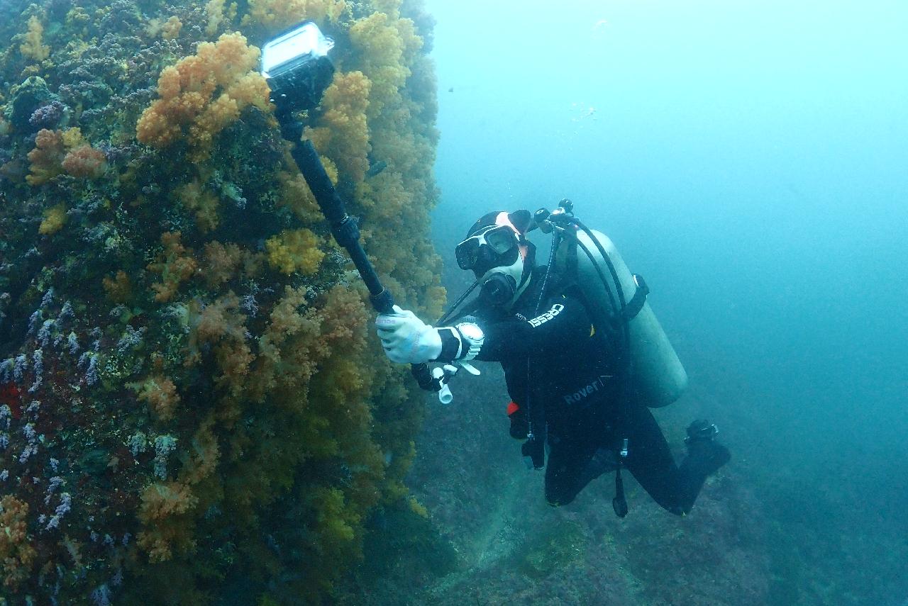 I had a wonderful experience diving with DIVEMAP in Seogwipo.