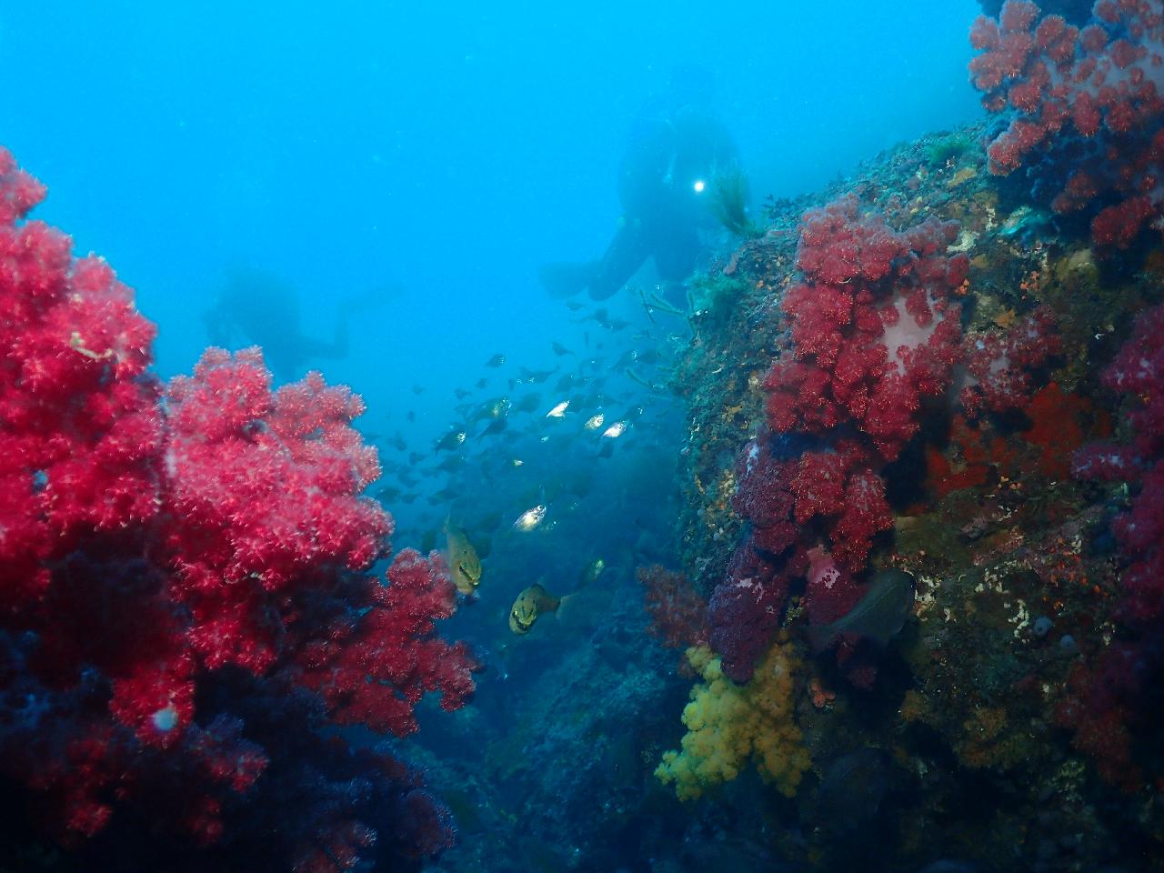 첫 방문부터 만족스러웠던 제주도 다이빙