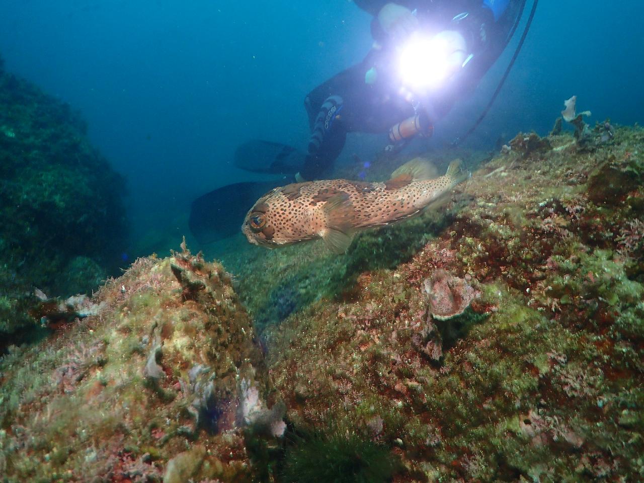 Diving with DIVMAP was one of the highlights of my trip to Jeju.