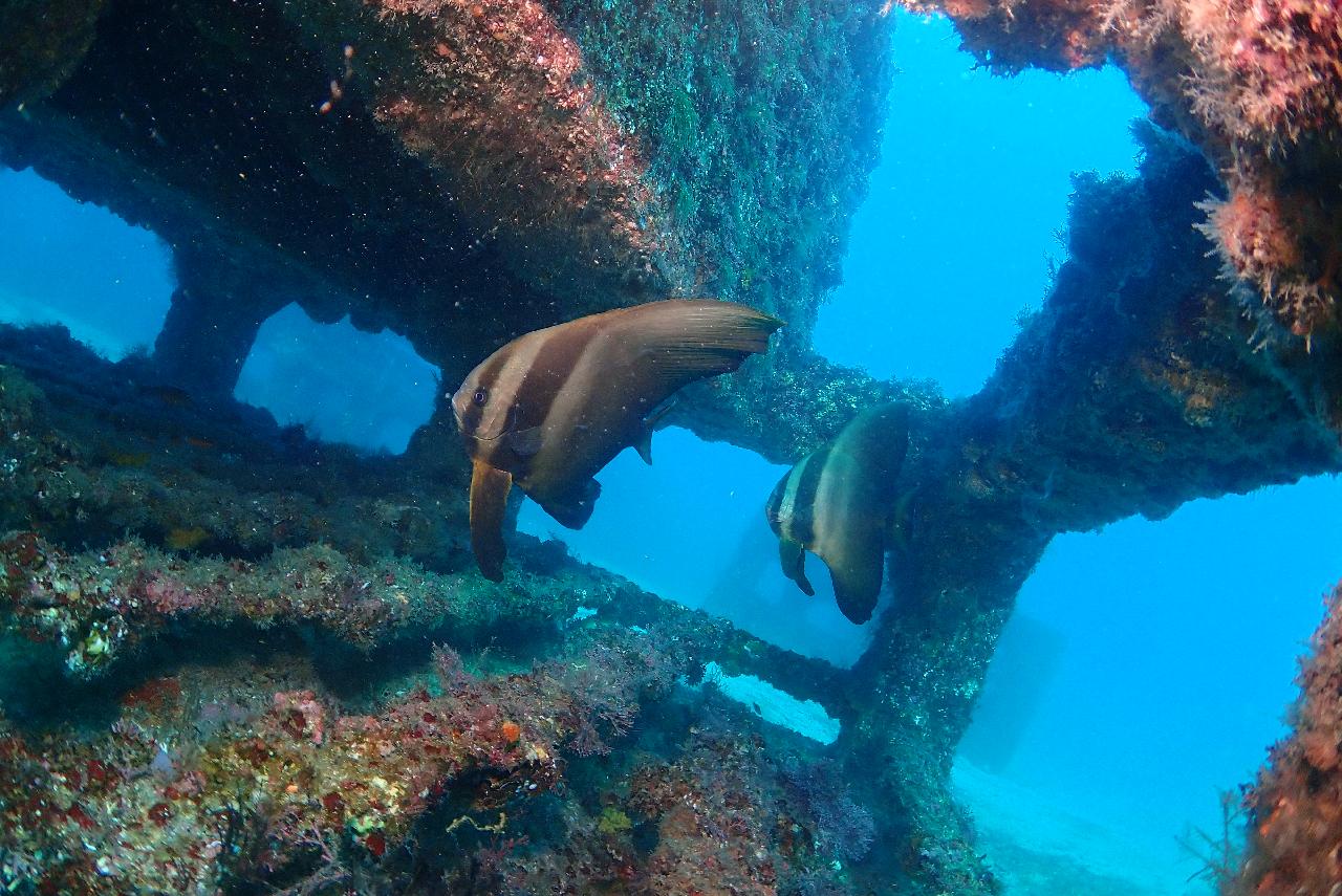 Experienced and especially funny diving in Jeju Island