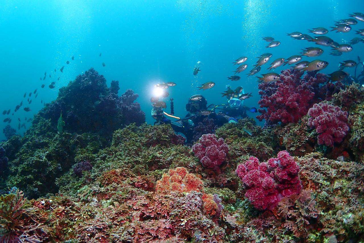 ダイブマップ(DIVEMAP)の『お任せダイビング』