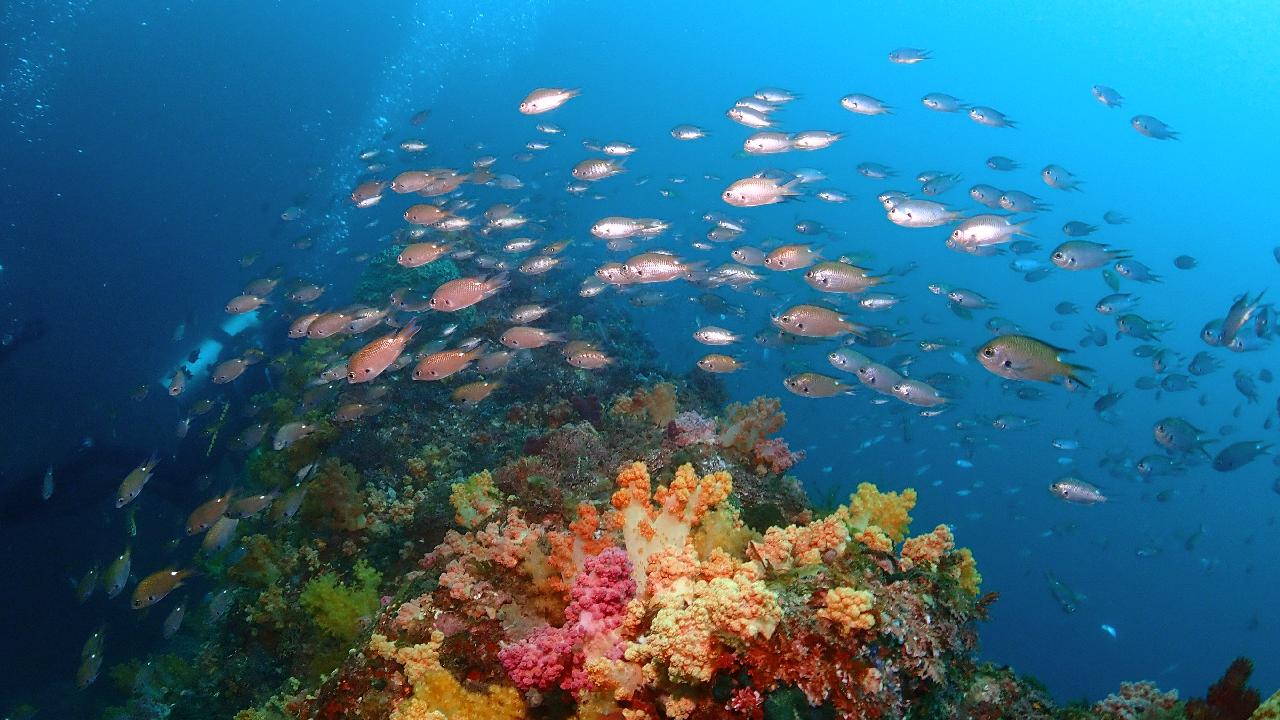 Jeju Island Discover Scuba Diving