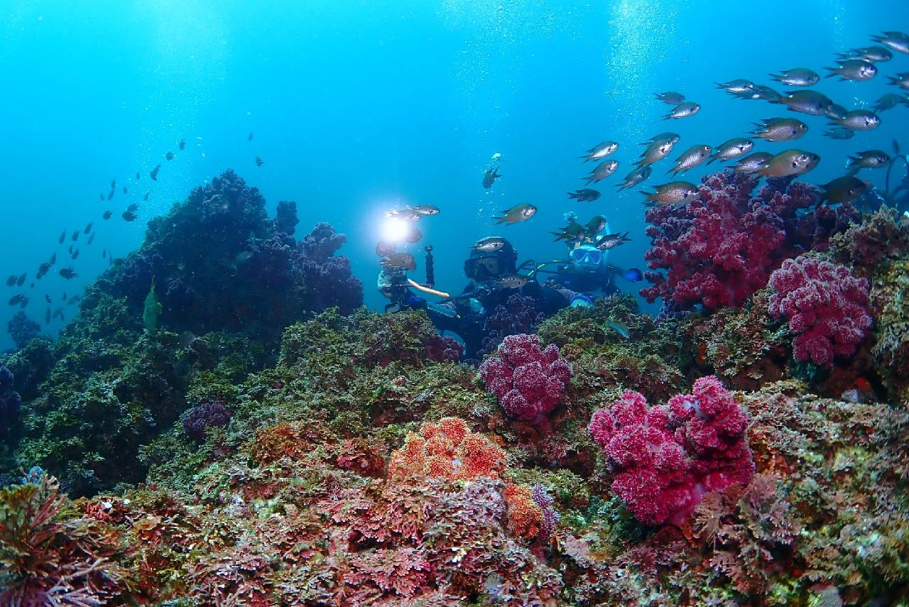 Jeju Island Discover Scuba Diving