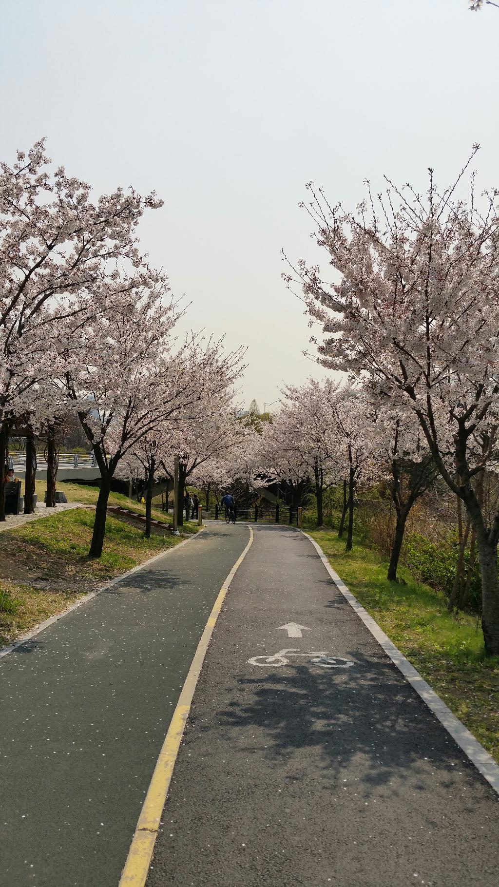 오늘 꽃구경 행락객들이 많아 차가지고 올림픽풀장 가려면