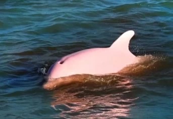 海豚