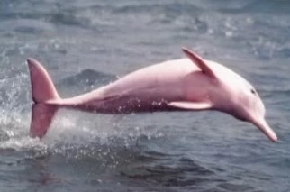 海豚