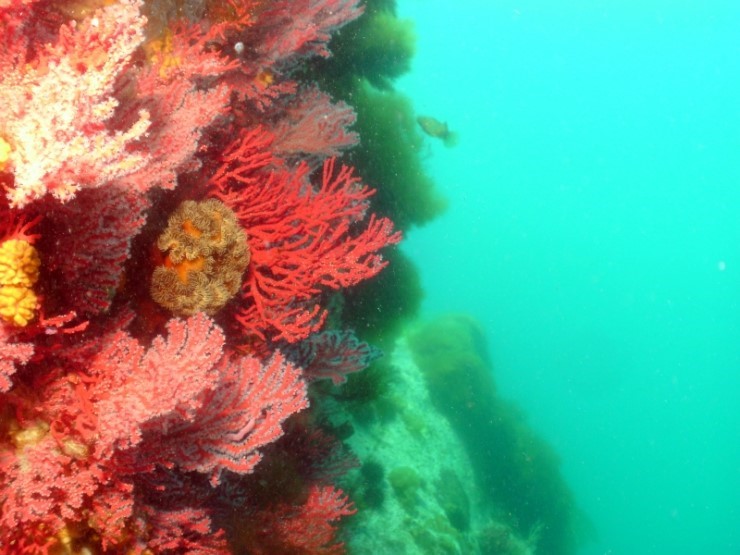 Beautiful Corals...Yangyang 