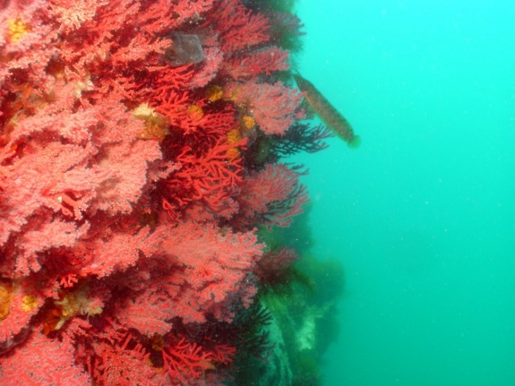 Beautiful Corals...Yangyang 