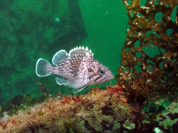  Black rockfish is commonly se