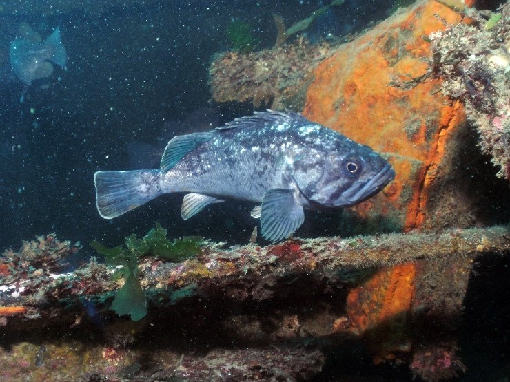  Black rockfish is commonly se